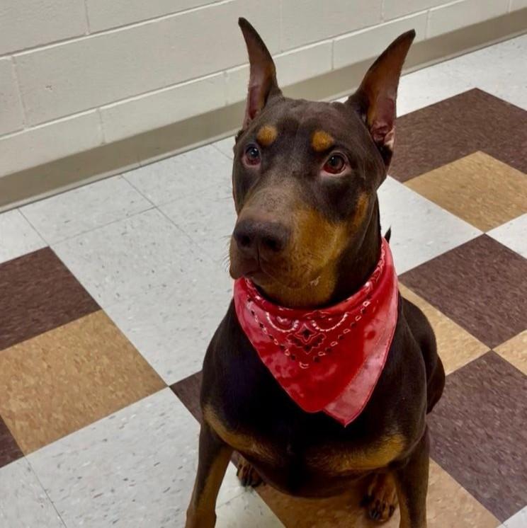 Chuco, adopted, Adult Male Doberman Pinscher.