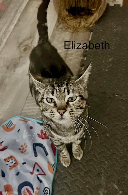 Elizabeth, Adoptable, Young Female Domestic Short Hair.