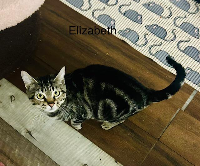 Enlarge Elizabeth, a Adoptable Domestic Short Hair in Klamath Falls, OR image 3/6
