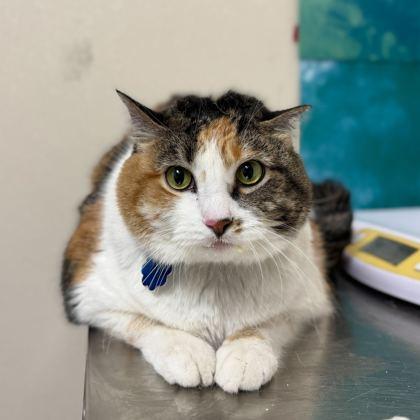 Fuli, a Adoptable Domestic Short Hair in Bryan, TX image 1/2