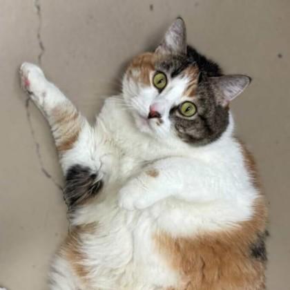 Fuli, a Adoptable Domestic Short Hair in Bryan, TX image 2/2