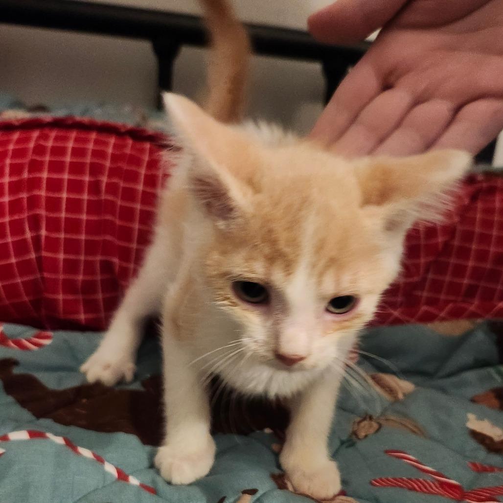 Momo Neko-AR, Adoptable, Kitten Male Domestic Short Hair.