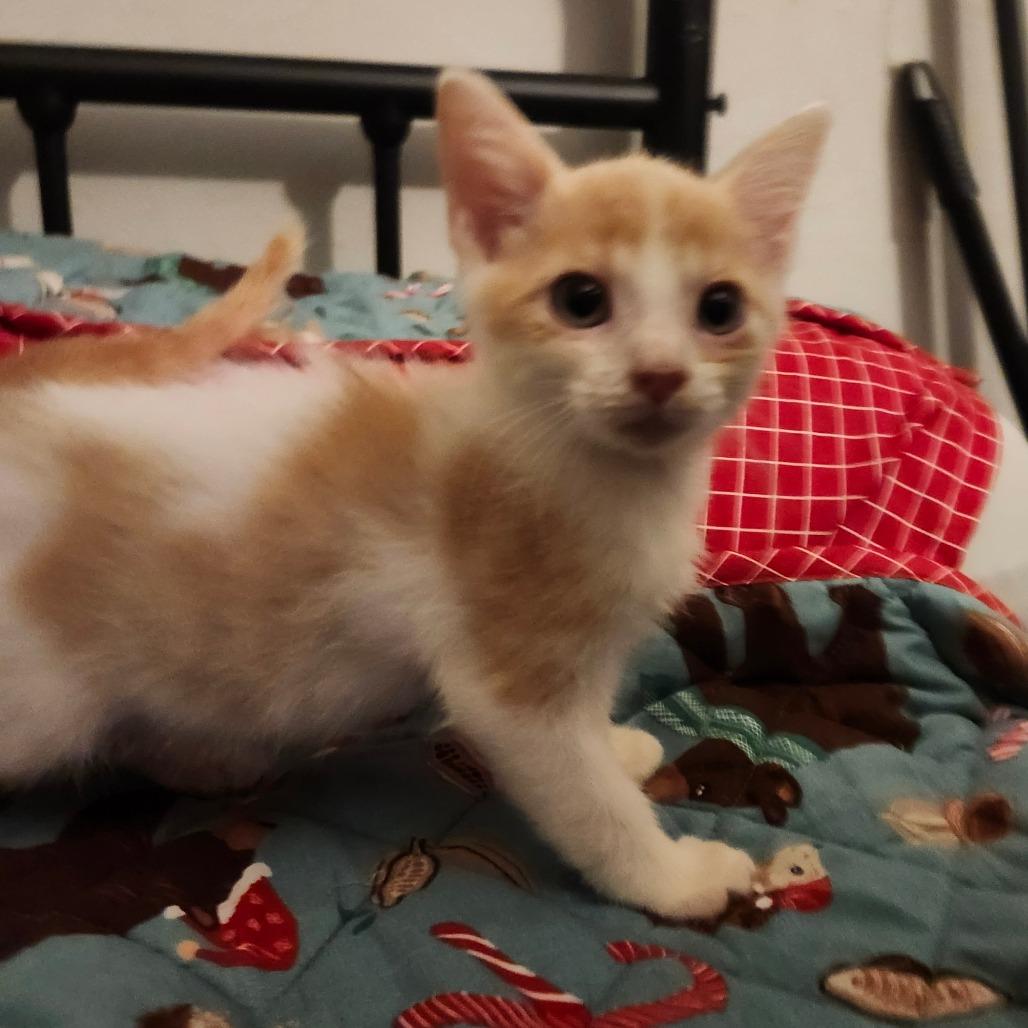 Enlarge Momo Neko-AR, a Adoptable Domestic Short Hair in Tallahassee, FL image 2/5