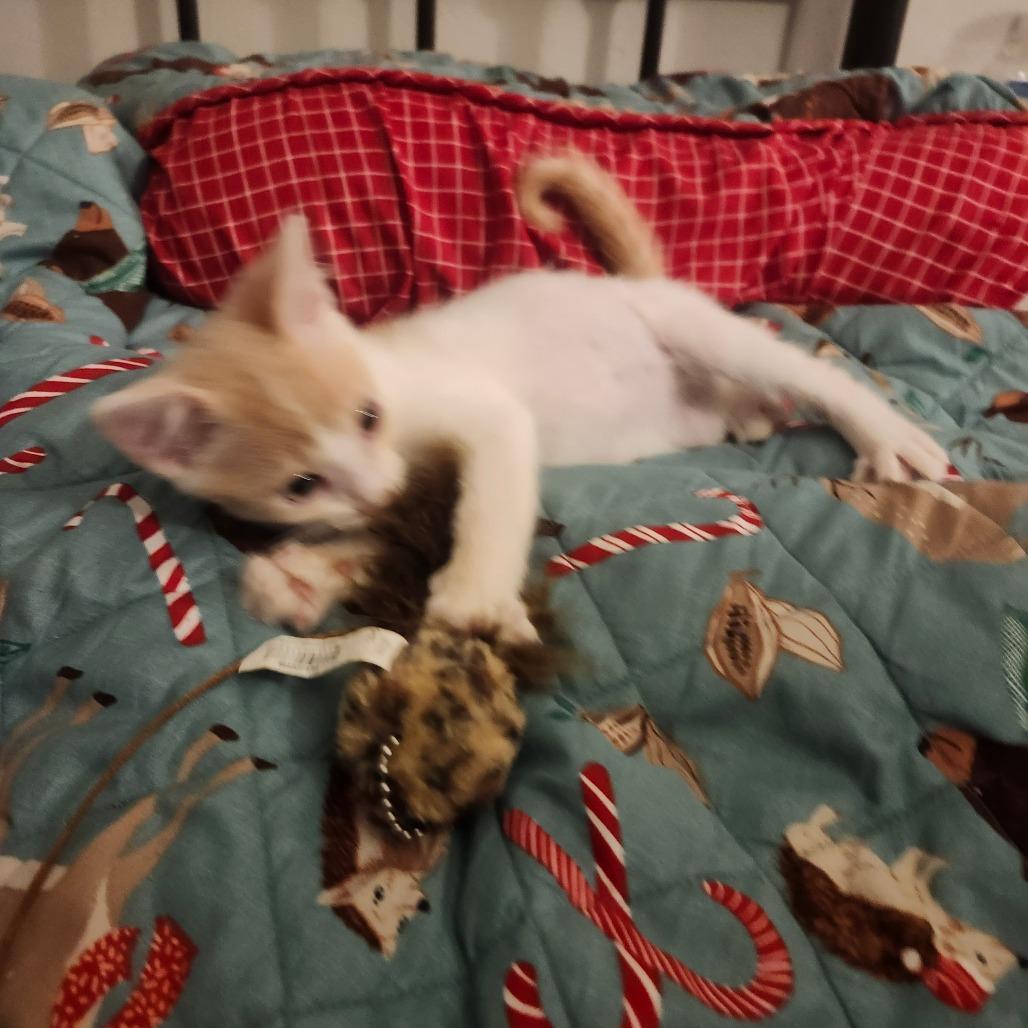 Enlarge Momo Neko-AR, a Adoptable Domestic Short Hair in Tallahassee, FL image 3/5