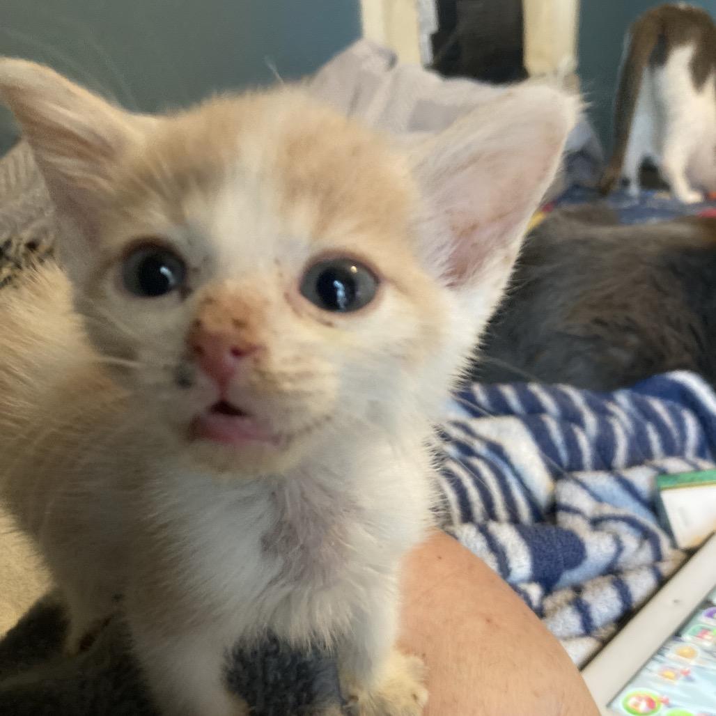 Enlarge Momo Neko-AR, a Adoptable Domestic Short Hair in Tallahassee, FL image 4/5