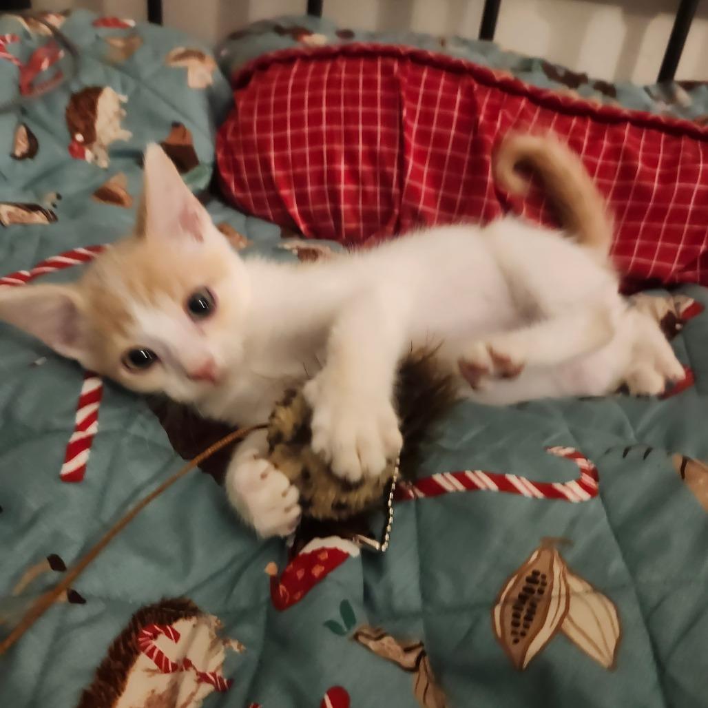 Enlarge Momo Neko-AR, a Adoptable Domestic Short Hair in Tallahassee, FL image 5/5