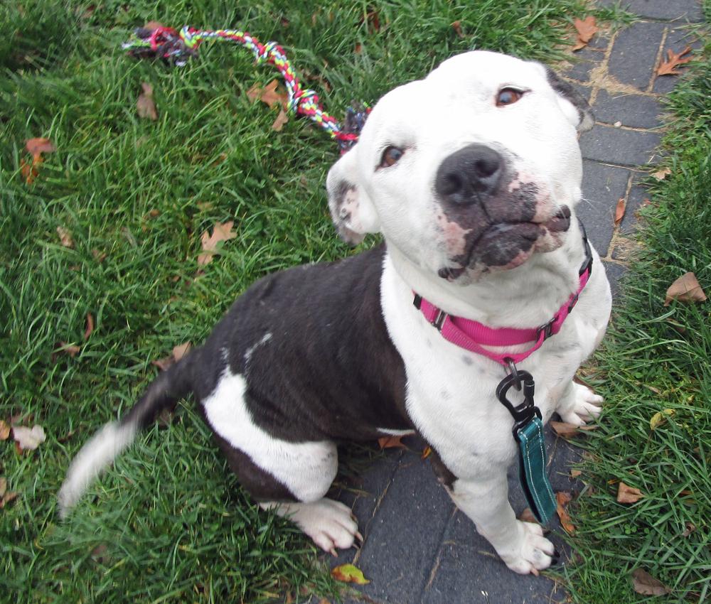 Enlarge Norah - Young Senior, a Adoptable mixed breed in Crown Point, IN image 2/5