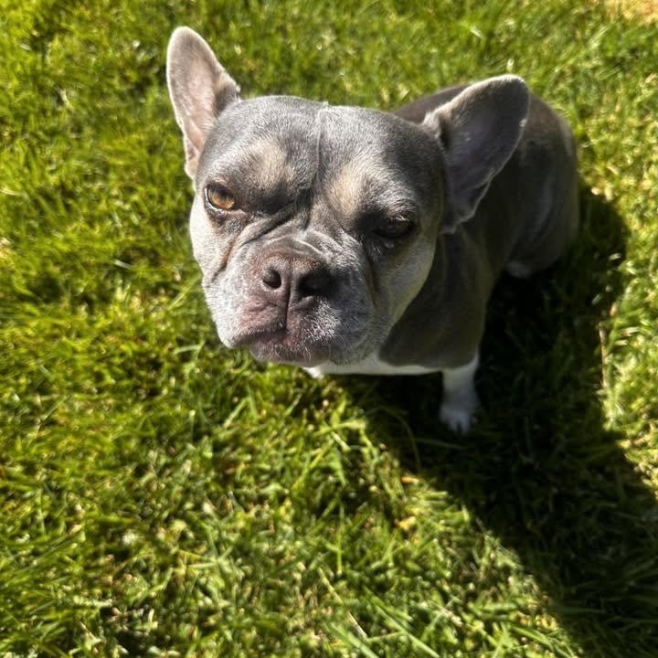 Willow fka Starlight, ADOPTABLE, Young Female French Bulldog & Boston Terrier.