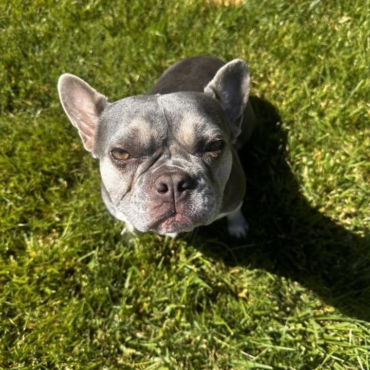 Willow fka Starlight, a ADOPTABLE mixed breed in Tracy, CA image 2/4