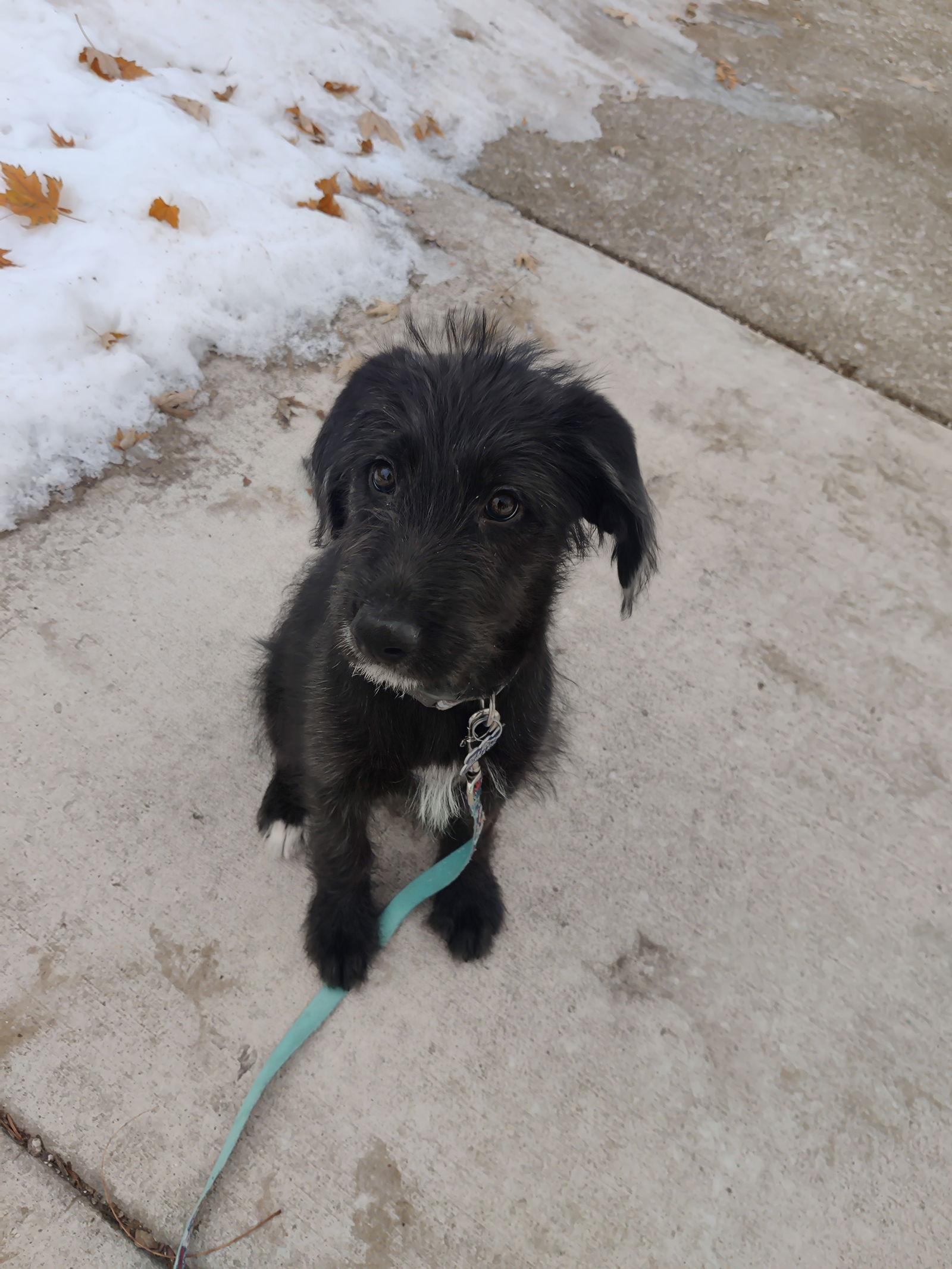 Enlarge Mitten, a Adoptable mixed breed in Hillside, IL image 1/3