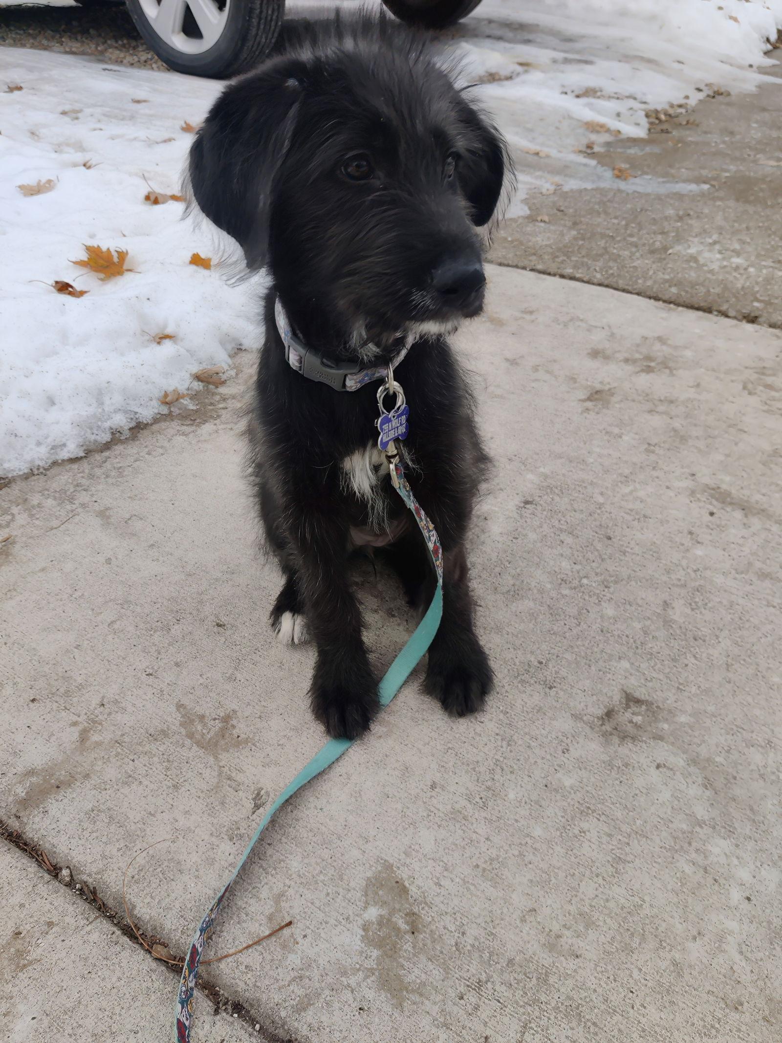 Enlarge Mitten, a Adoptable mixed breed in Hillside, IL image 2/3