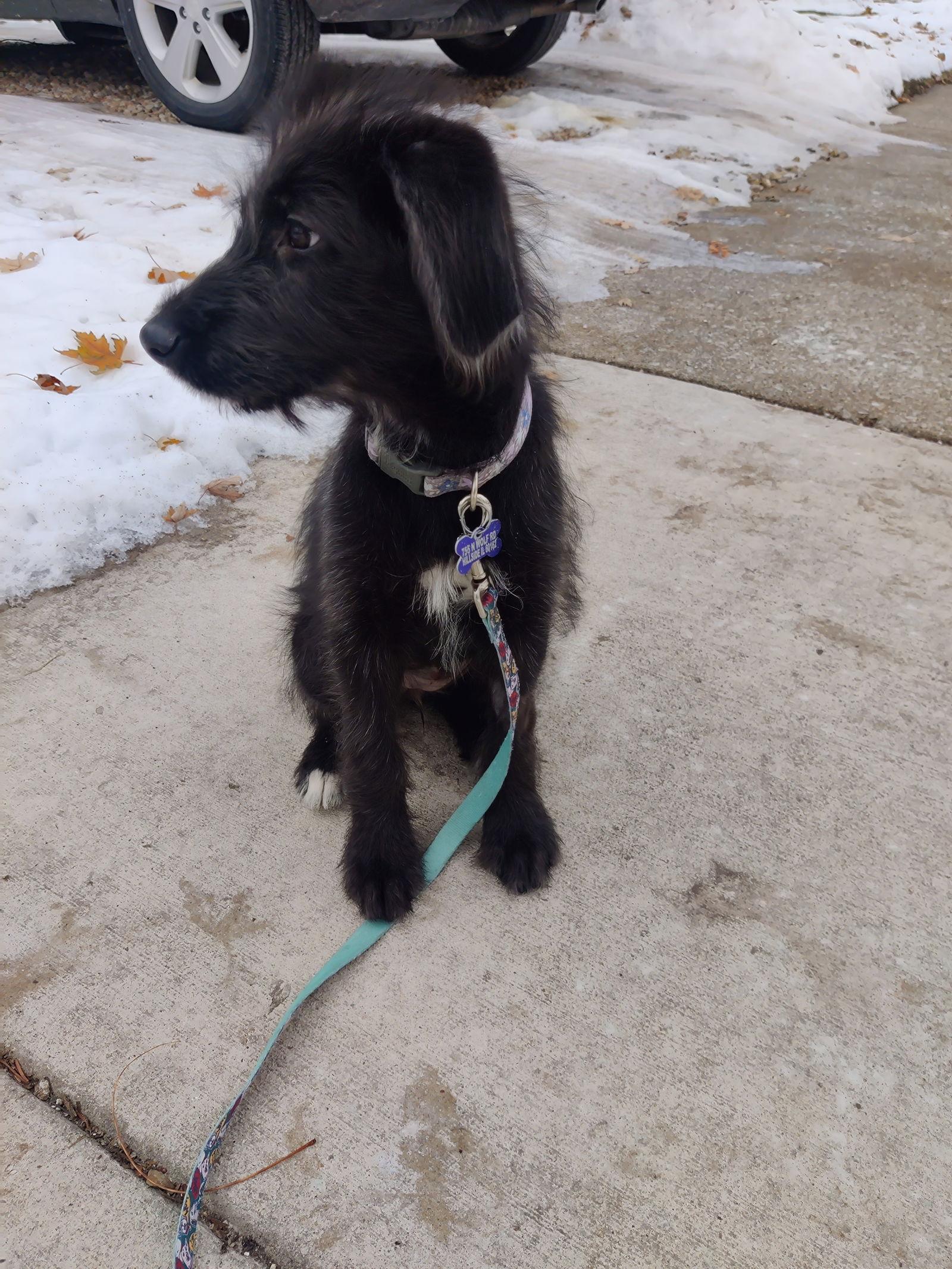 Enlarge Mitten, a Adoptable mixed breed in Hillside, IL image 3/3