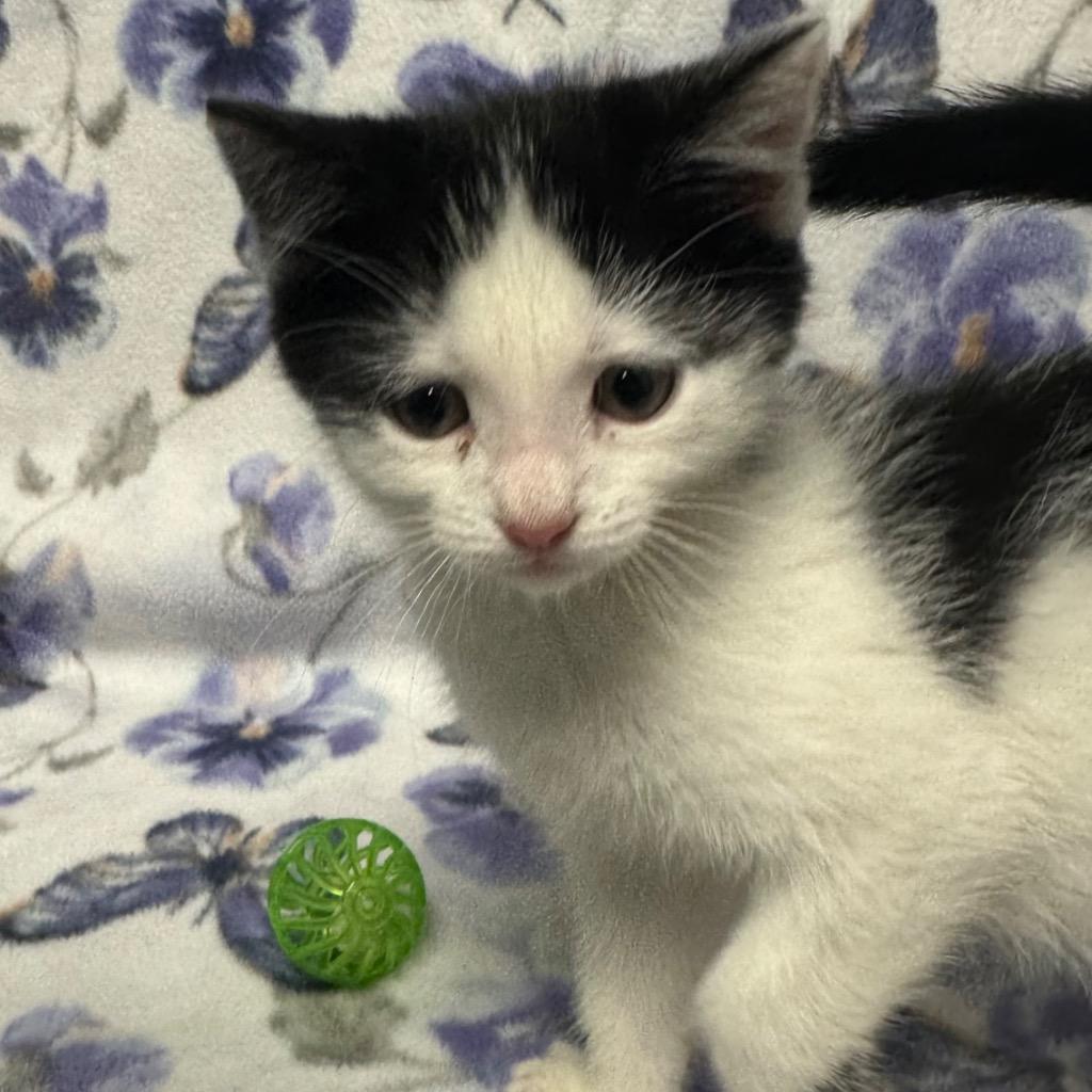 Pounce, Adoptable, Kitten Male Domestic Short Hair.