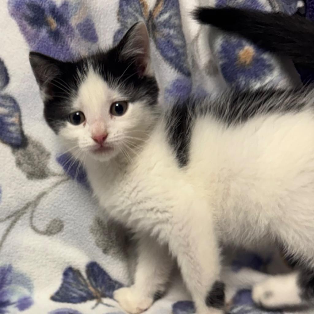 Pounce, a Adoptable mixed breed in Olean, NY image 2/4