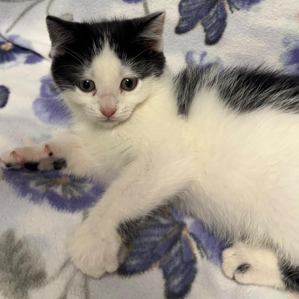 Pounce, a Adoptable mixed breed in Olean, NY image 3/4