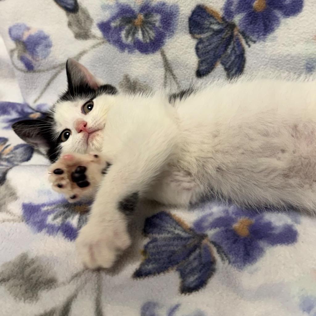 Pounce, a Adoptable mixed breed in Olean, NY image 4/4