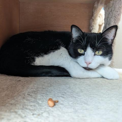 Enlarge Booker, a Adoptable Domestic Short Hair in Portland, OR image 1/5