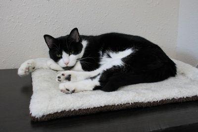 Booker, a Adoptable Domestic Short Hair in Portland, OR image 2/6