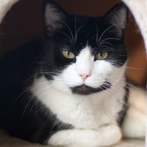 Enlarge Booker, a Adoptable Domestic Short Hair in Portland, OR image 2/5