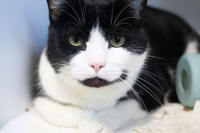 Enlarge Booker, a Adoptable Domestic Short Hair in Portland, OR image 3/5