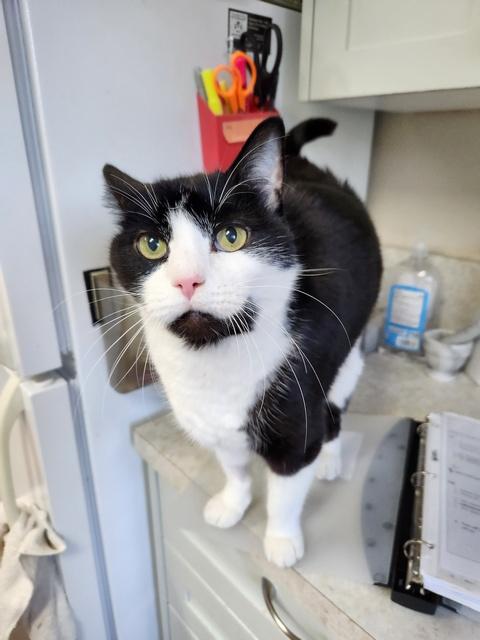 Enlarge Booker, a Adoptable Domestic Short Hair in Portland, OR image 4/5