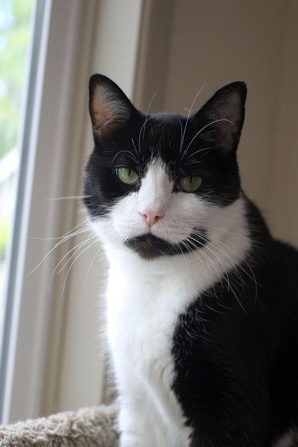 Booker, a Adoptable Domestic Short Hair in Portland, OR image 6/6