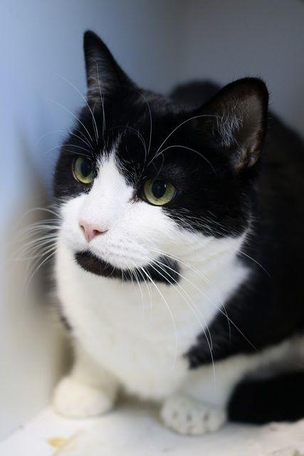 Enlarge Booker, a Adoptable Domestic Short Hair in Portland, OR image 5/5