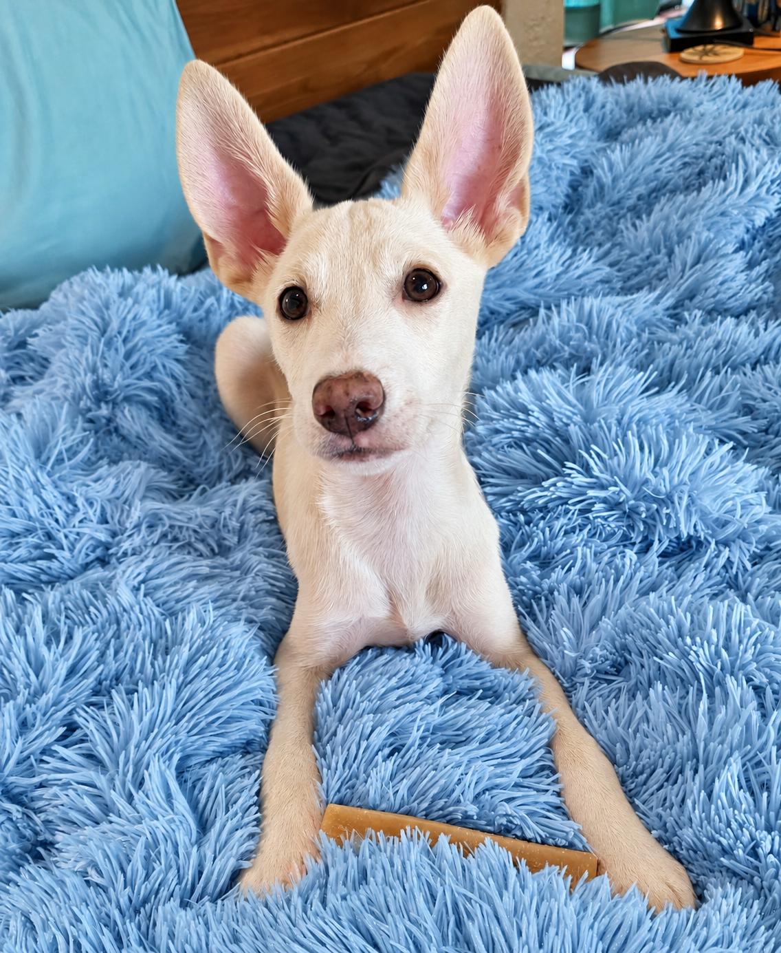 Enlarge Luigi, a Adopted Mixed Breed in Saint Augustine, FL image 2/3