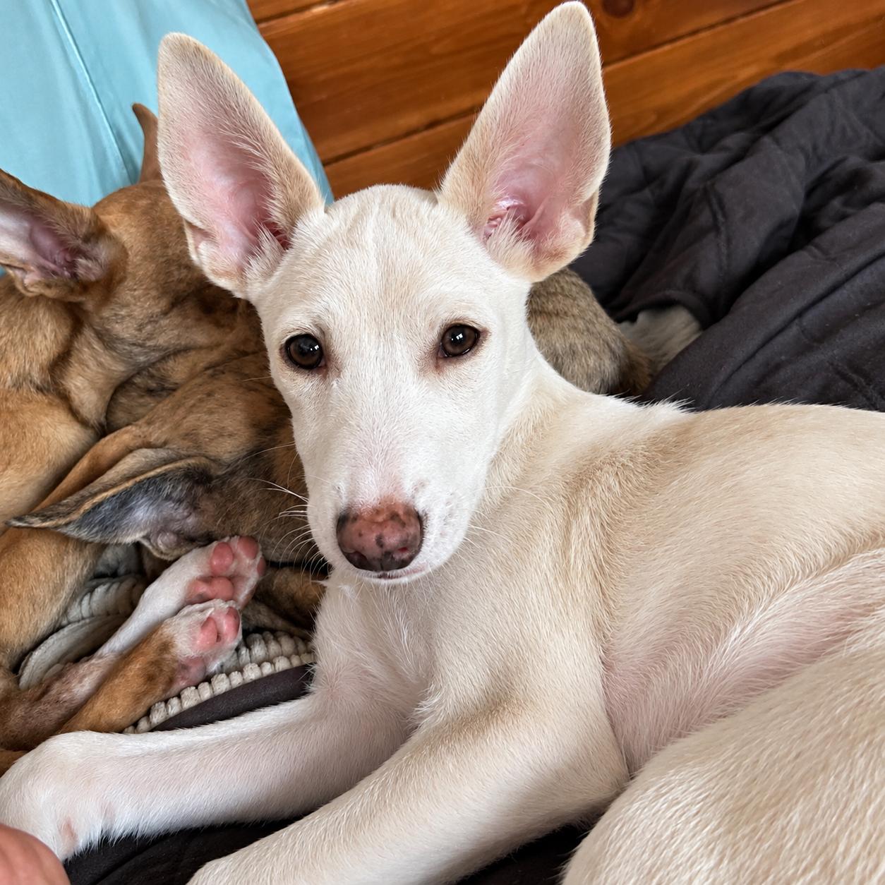 Enlarge Luigi, a Adopted Mixed Breed in Saint Augustine, FL image 3/3