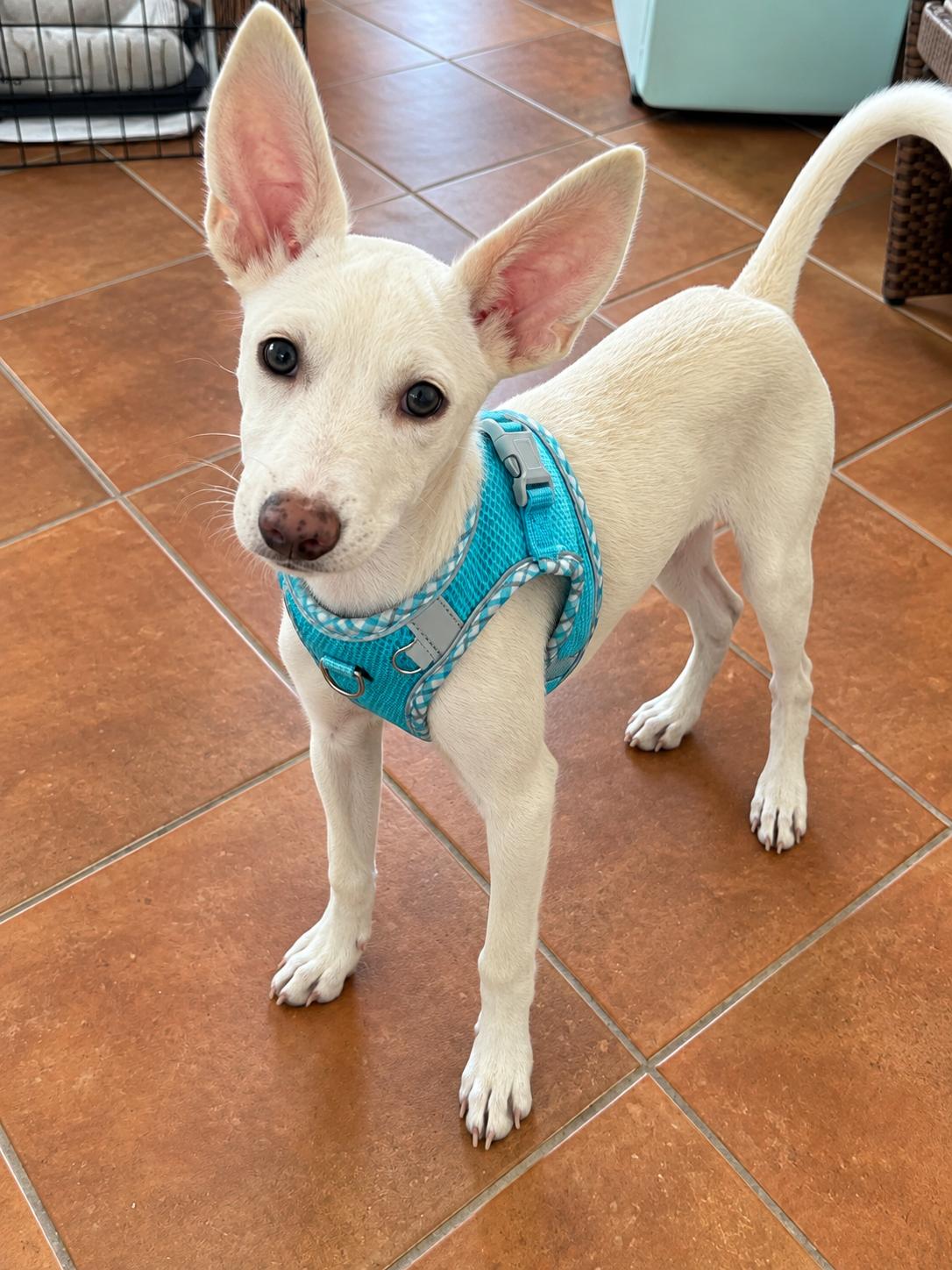 Luigi, Adopted, Puppy Male Mixed Breed.