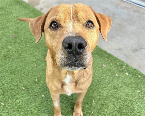 Enlarge FORREST, a Adoptable mixed breed in Raleigh, NC image 1/1
