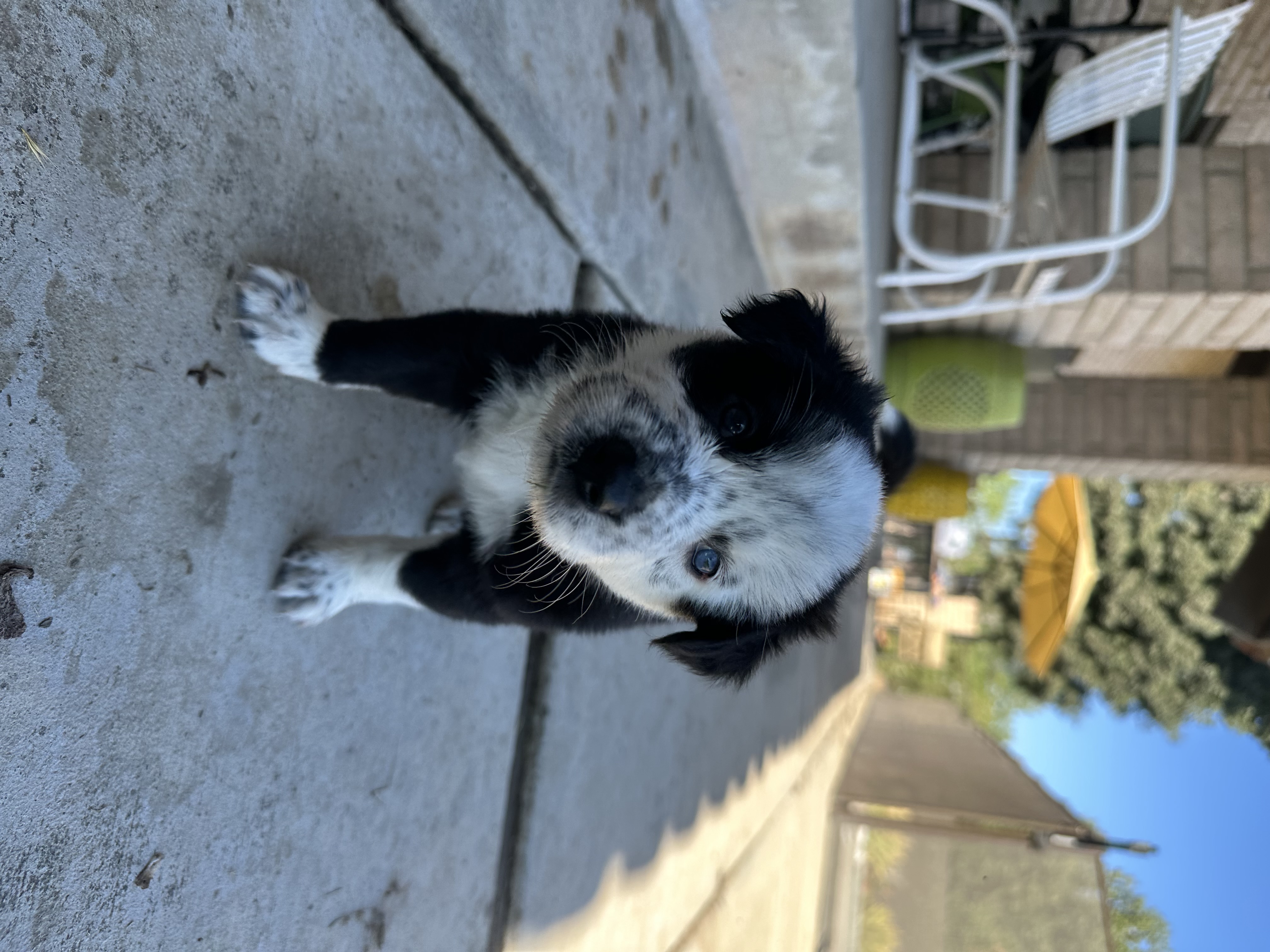 Enlarge Stephen Nedoroscik, a Adopted mixed breed in Bakersfield, CA image 3/3