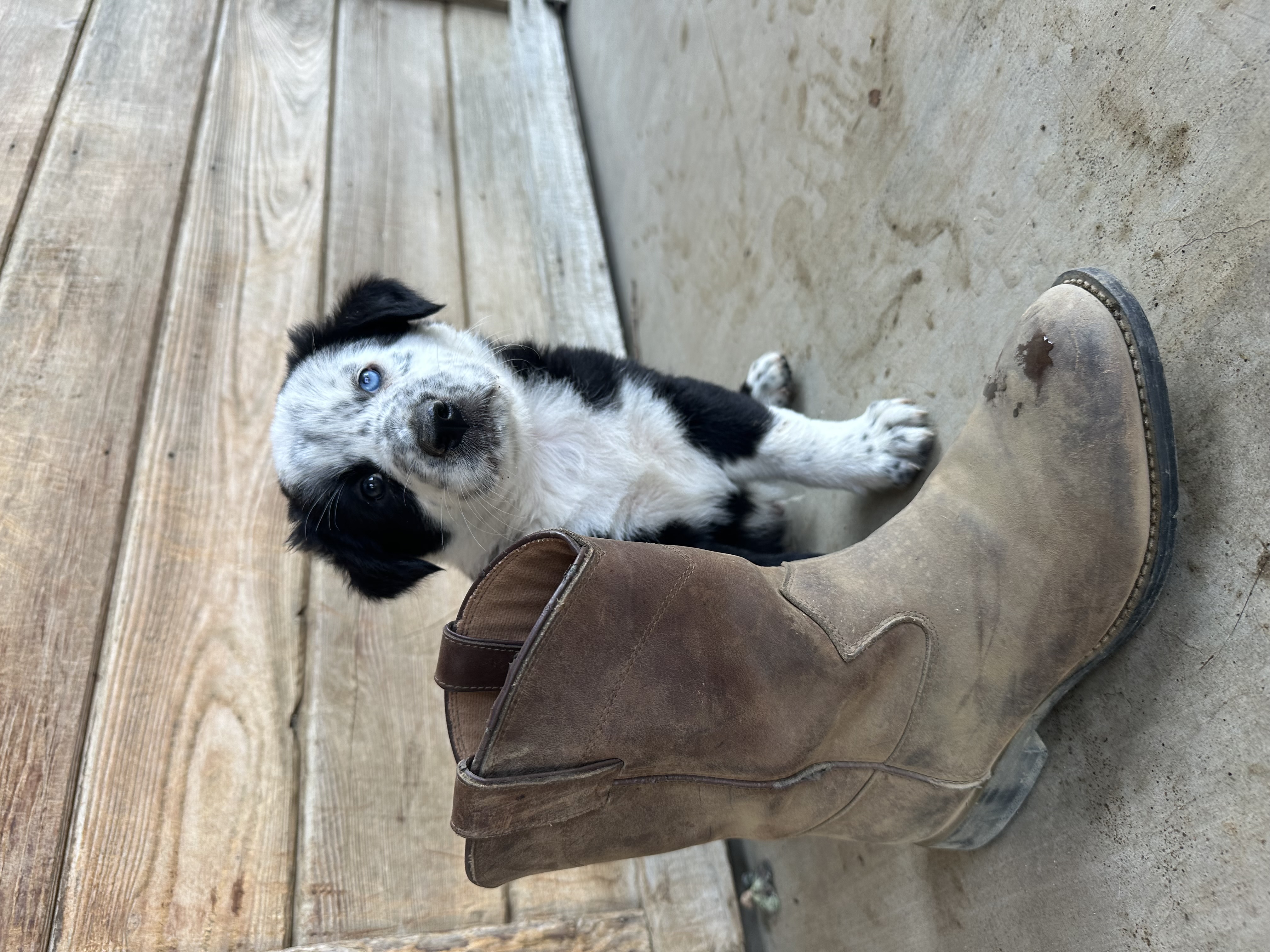 Stephen Nedoroscik, Adopted, Puppy Male Border Collie & Shepherd.