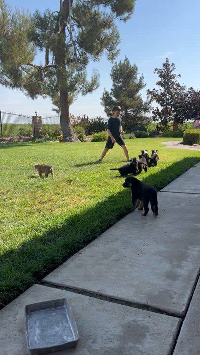Enlarge Stephen Nedoroscik, a Adopted mixed breed in Bakersfield, CA video 2/3