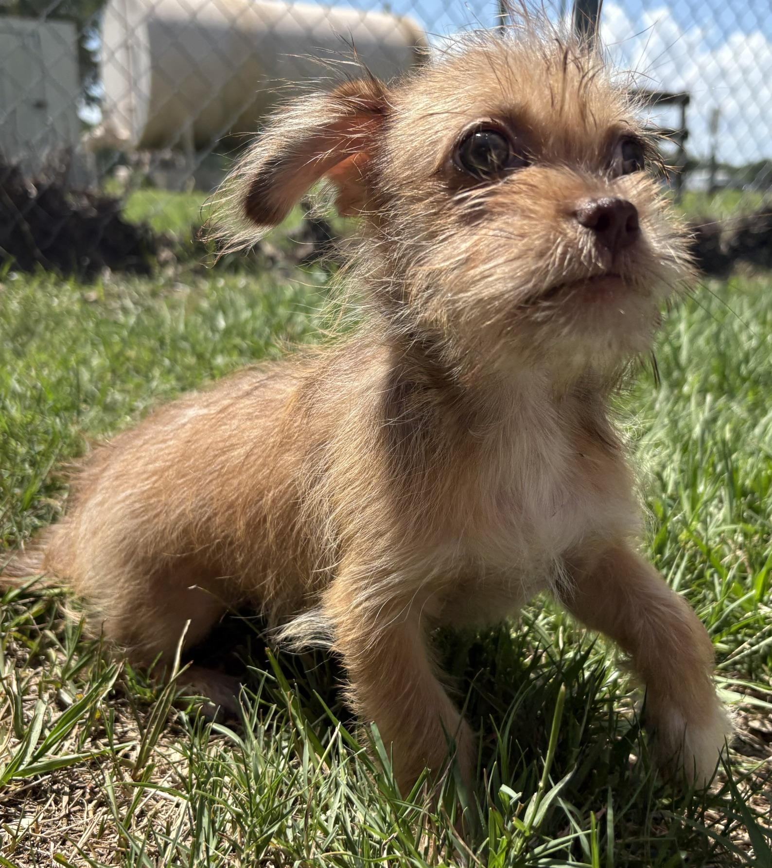 Birch, a Adoptable mixed breed in Orlando, FL image 6/6