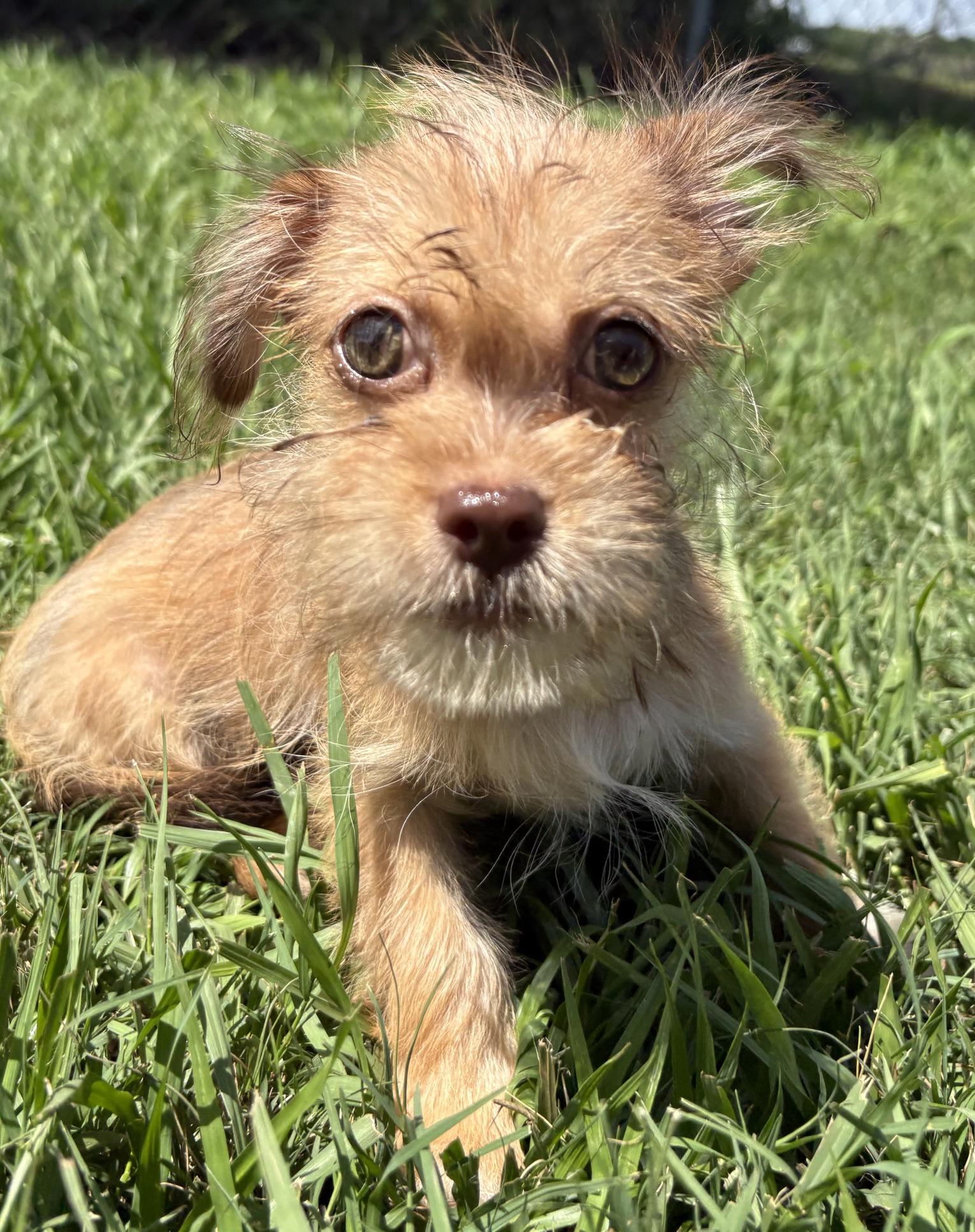 Birch, Adoptable, Young Male Shih Tzu & Yorkshire Terrier.