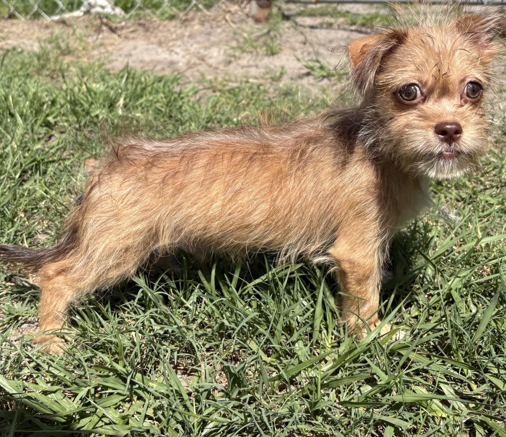 Birch, a Adoptable mixed breed in Orlando, FL image 4/6