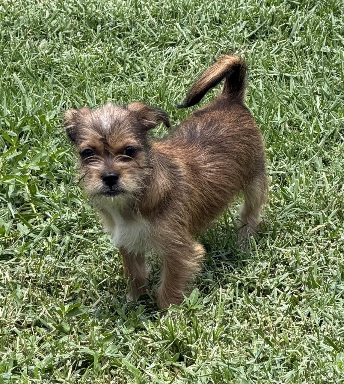 Enlarge Birch, a Adoptable mixed breed in Orlando, FL image 6/6