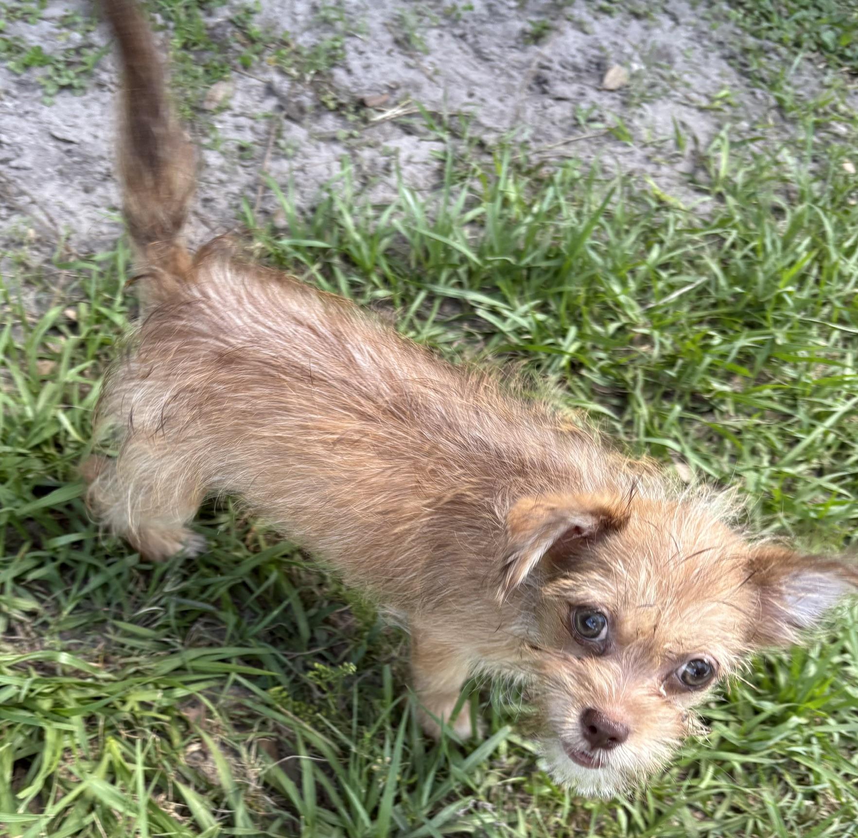 Birch, a Adoptable mixed breed in Orlando, FL image 2/6