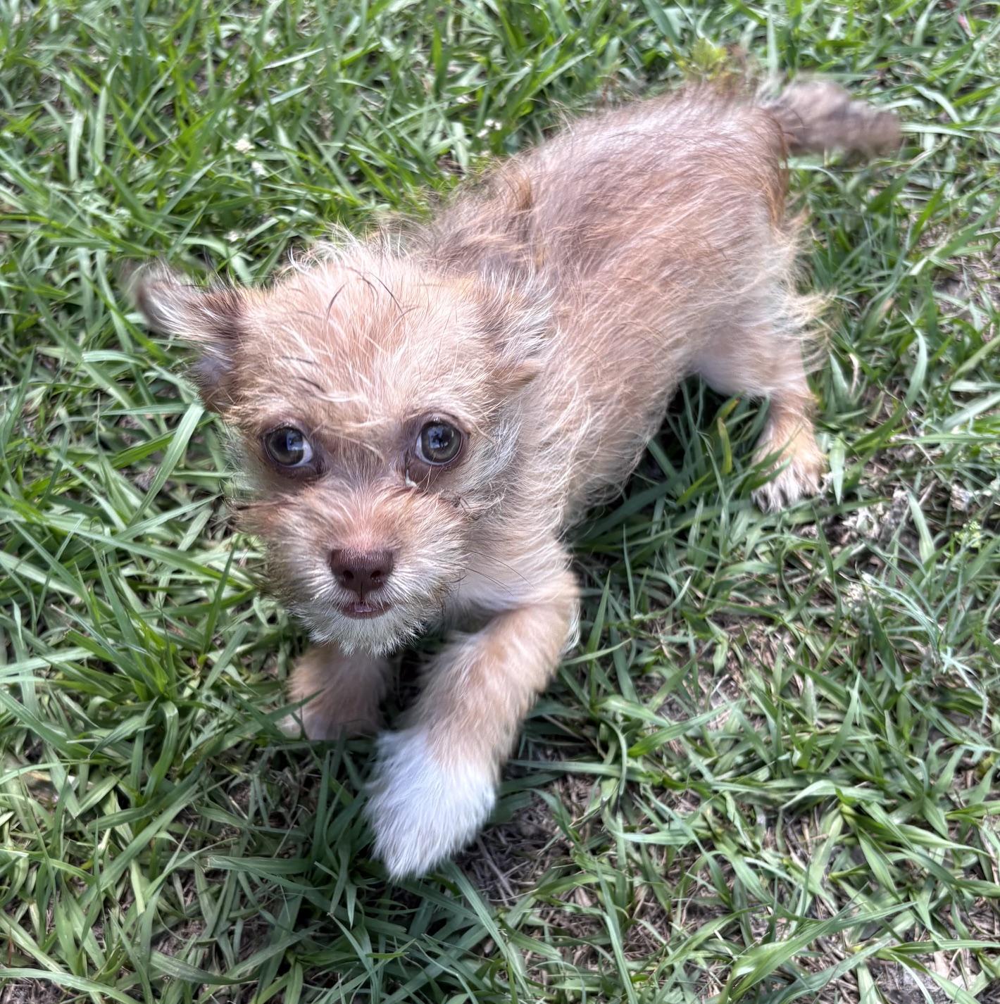 Birch, a Adoptable mixed breed in Orlando, FL image 3/6