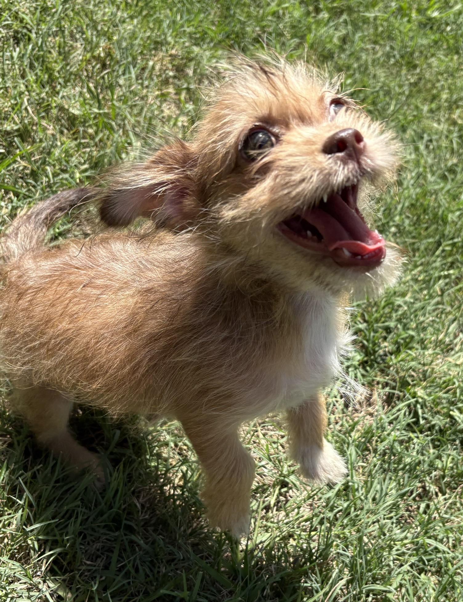 Birch, Adoptable, Young Male Shih Tzu & Yorkshire Terrier.