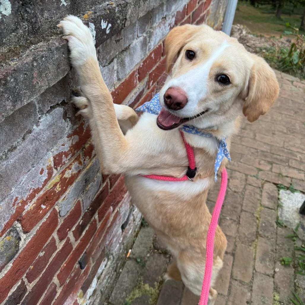 Hazel, a Adoptable Mixed Breed in Fredericksburg, VA image 1/6