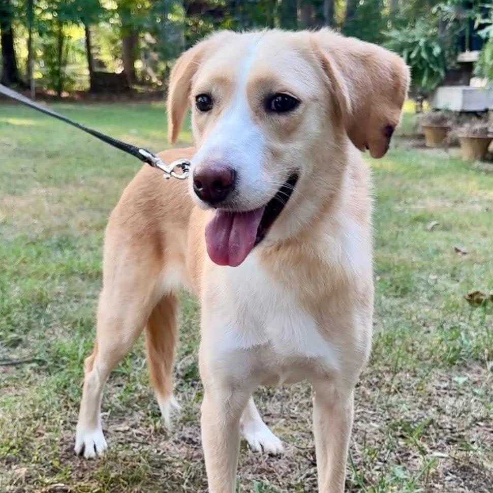 Hazel, a Adoptable Mixed Breed in Fredericksburg, VA image 2/6