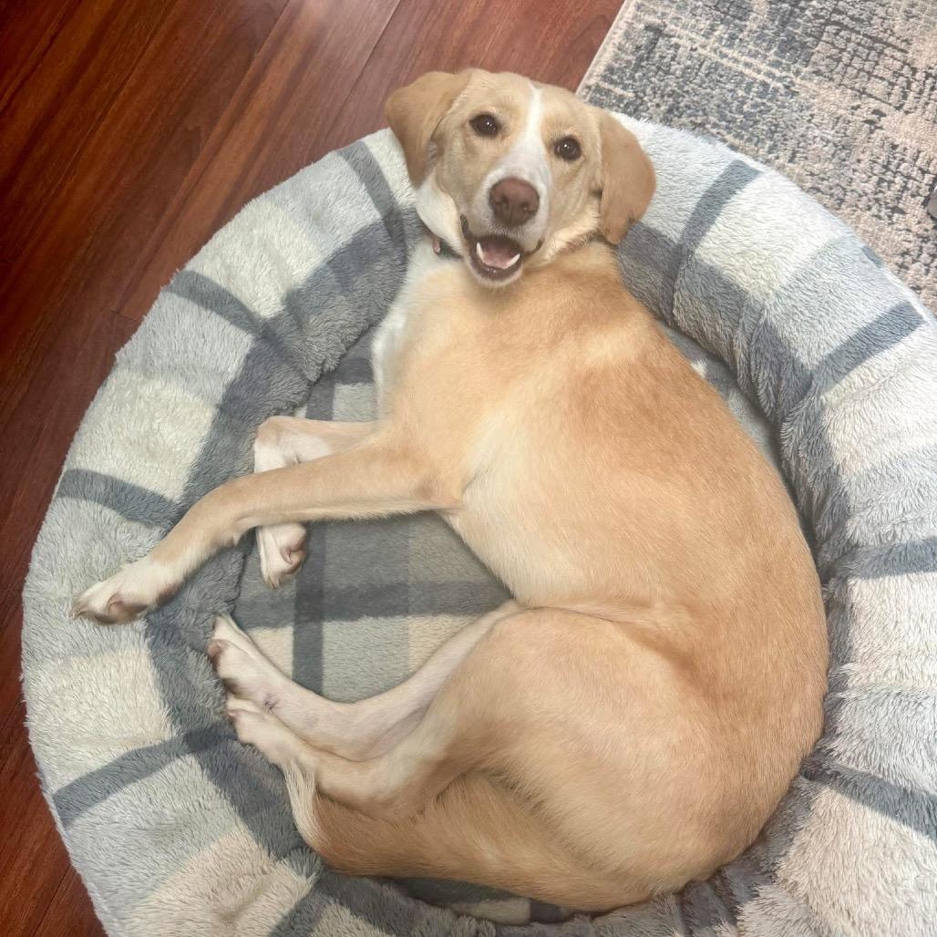 Hazel, a Adoptable Mixed Breed in Fredericksburg, VA image 3/6