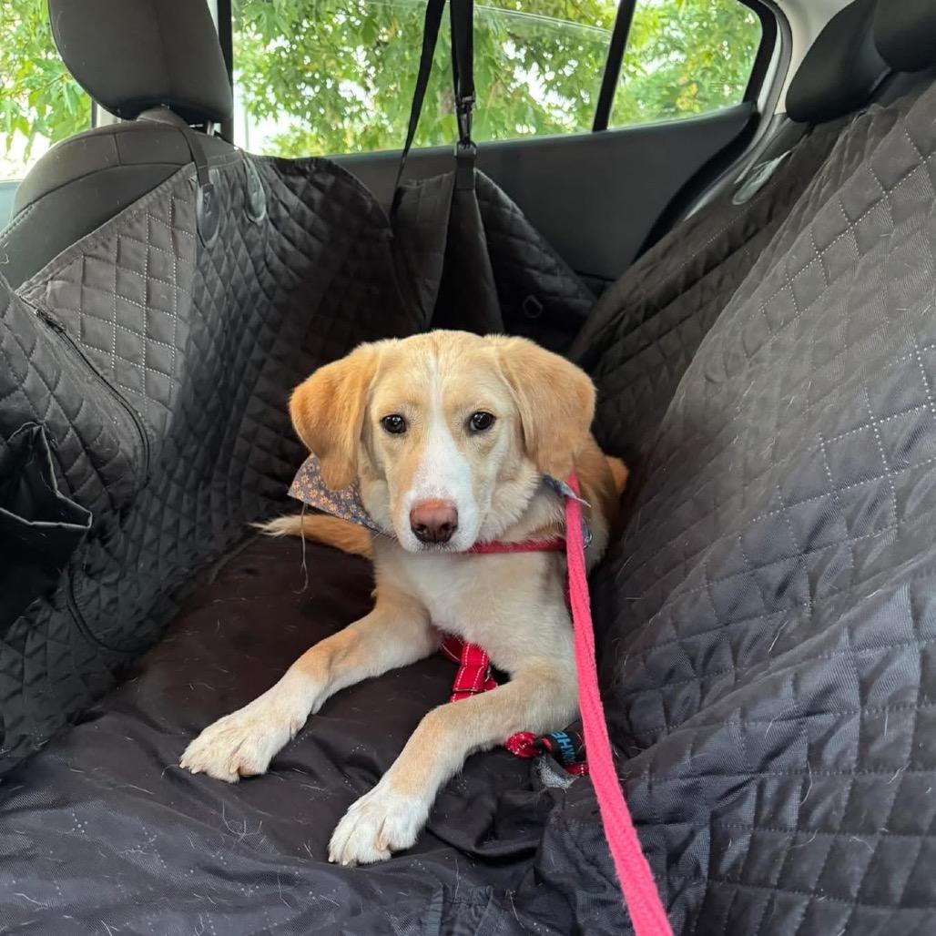 Hazel, a Adoptable Mixed Breed in Fredericksburg, VA image 4/6