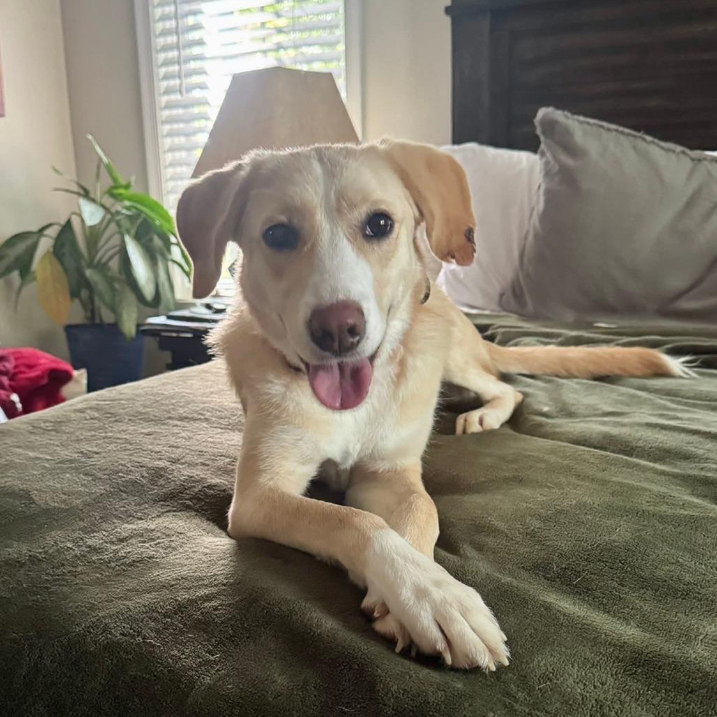 Hazel, a Adoptable Mixed Breed in Fredericksburg, VA image 5/6