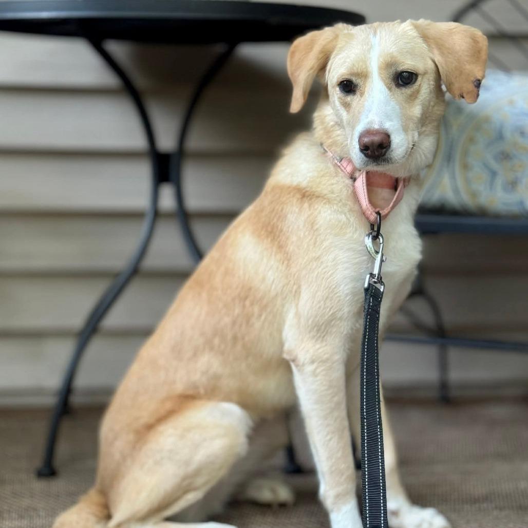 Hazel, a Adoptable Mixed Breed in Fredericksburg, VA image 6/6