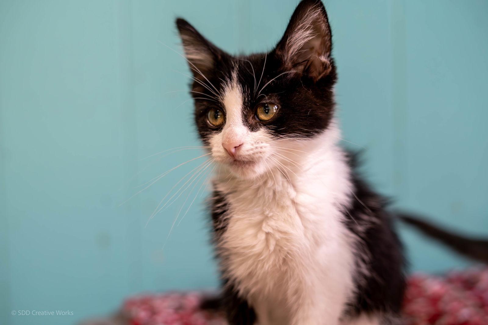 Orla, Adoptable, Kitten Female American Shorthair.