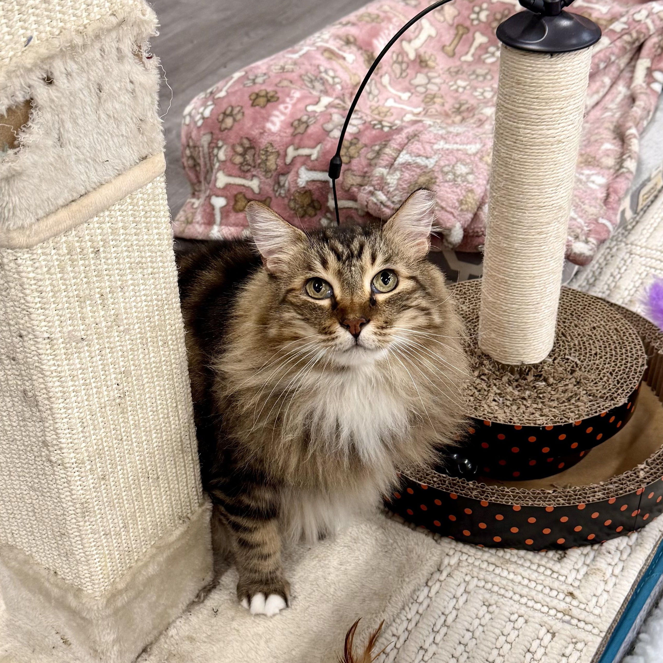 Chili, a Adoptable Domestic Long Hair in Walnut Creek, CA image 5/6