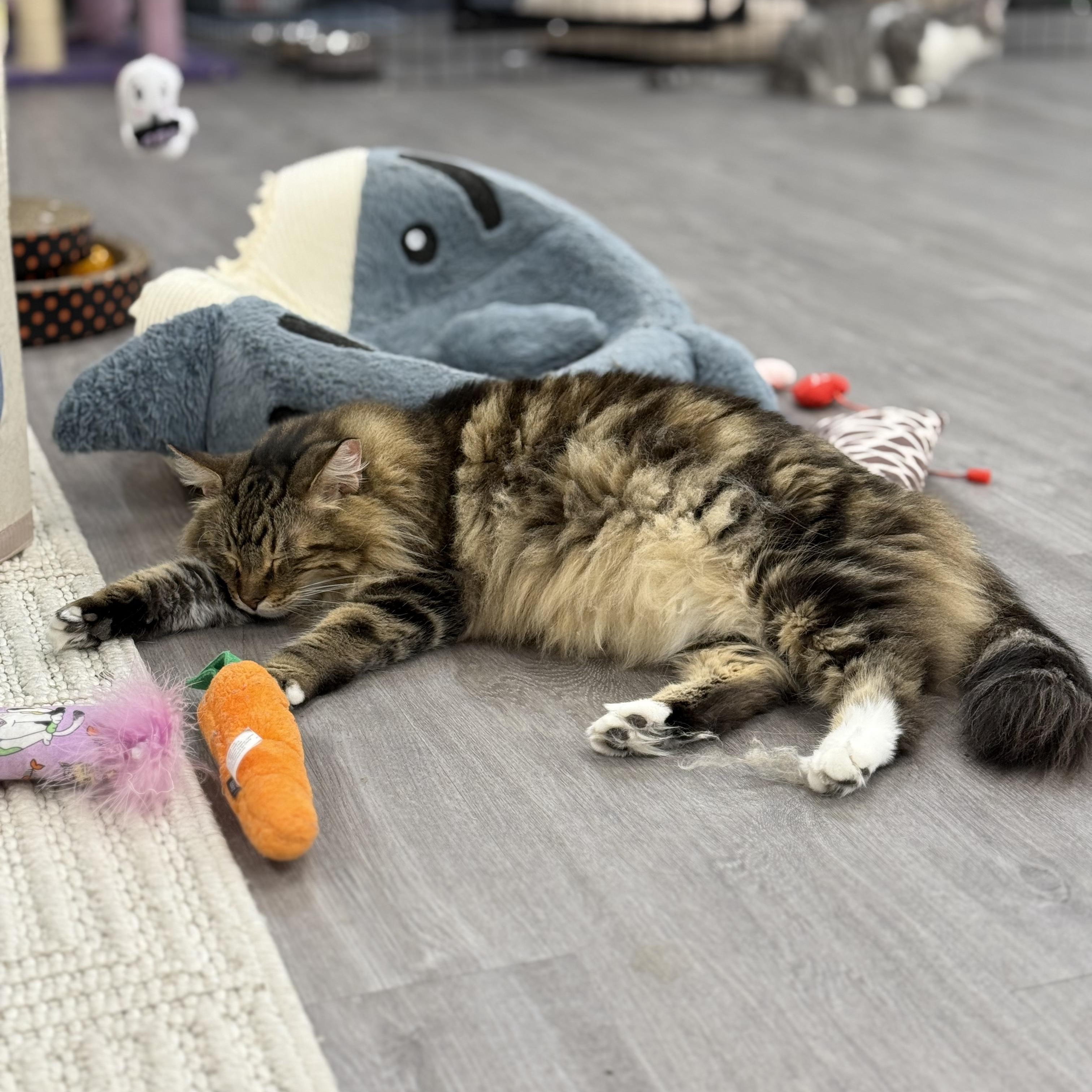 Chili, a Adoptable Domestic Long Hair in Walnut Creek, CA image 4/6